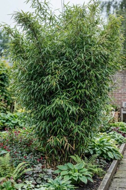 Fargesia nitida 125-150 cm - Kruka