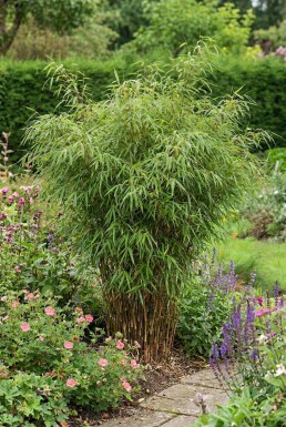 Fargesia rufa 80-100 cm - Kruka