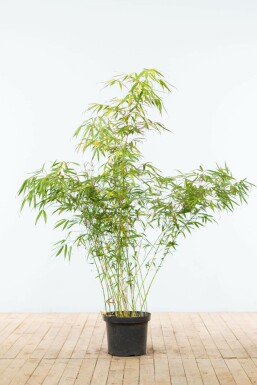 Fargesia rufa Björnbambu häck 125-150 rotboll Fargesia rufa 125-150 cm