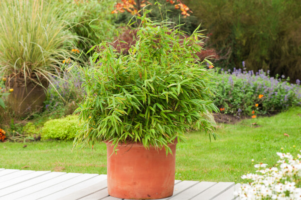 Fargesia rufa 125-150 cm