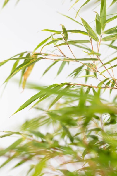 Fargesia rufa 125-150 cm - Rotklump