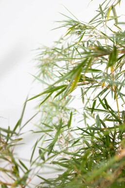 Fargesia robusta 'Campbell' 200-225 cm - Kruka