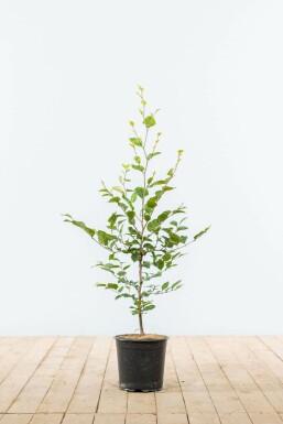 Fagus sylvatica Bok häck 60-80 i kruka Fagus sylvatica 60-80 cm