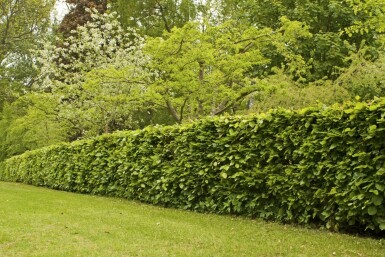 Fagus sylvatica 60-80 cm