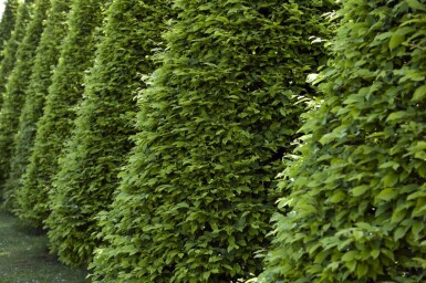 Fagus sylvatica 60-80 cm