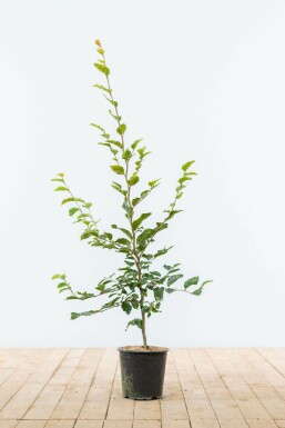 Fagus sylvatica Bok häck 80-100 i kruka Fagus sylvatica 80-100 cm