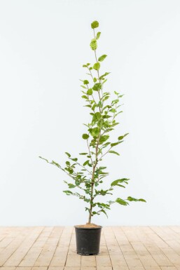 Fagus sylvatica Bok häck 100-125 i kruka Fagus sylvatica 100-125 cm