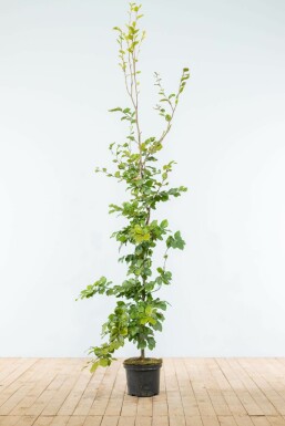 Fagus sylvatica Bok häck 175-200 i kruka Fagus sylvatica 175-200 cm