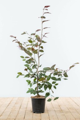 Fagus sylvatica 'Atropunicea' Purple beech häck 80-100 i kruka Fagus sylvatica 'Atropunicea' 80-100 cm