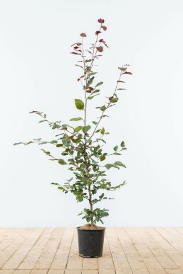 Fagus sylvatica 'Atropunicea' Purple beech häck 100-125 i kruka Fagus sylvatica 'Atropunicea' 100-125 cm