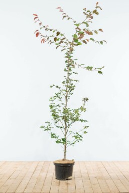 Fagus sylvatica 'Atropunicea' Purple beech häck 150-175 i kruka Fagus sylvatica 'Atropunicea' 150-175 cm