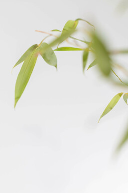 Phyllostachys aurea 200-225 cm - Kruka