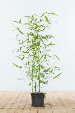Phyllostachys aurea 60-80 cm