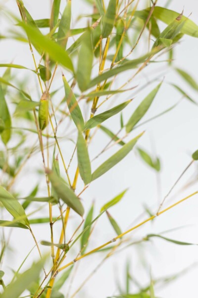 Phyllostachys aurea 60-80 cm