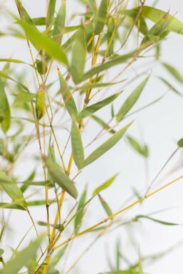 Phyllostachys aurea 60-80 cm