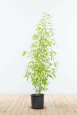 Phyllostachys aurea Kinabambusläktet häck 100-125 i kruka Phyllostachys aurea 100-125 cm