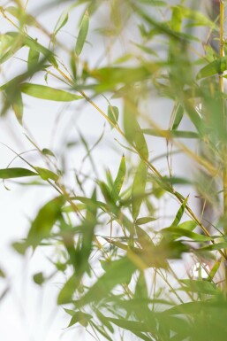 Phyllostachys aurea 100-125 cm