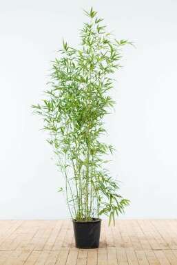 Phyllostachys aurea Kinabambusläktet häck 150-175 i kruka Phyllostachys aurea 150-175 cm