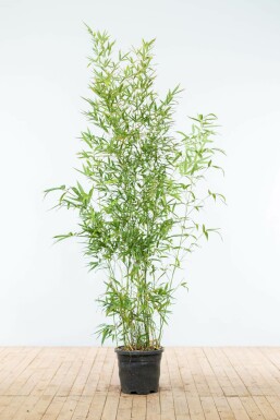 Phyllostachys aurea Kinabambusläktet häck 175-200 i kruka Phyllostachys aurea 175-200 cm