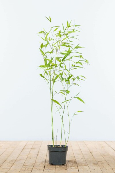 Phyllostachys bissetii 60-80 cm