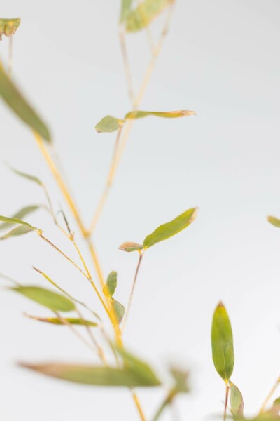 Phyllostachys bissetii Bissetbambu häck 60-80 i kruka Phyllostachys bissetii 60-80 cm