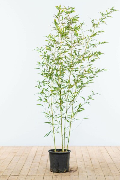 Phyllostachys bissetii 125-150 cm - Kruka