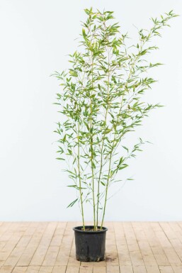 Phyllostachys bissetii 125-150 cm - Kruka