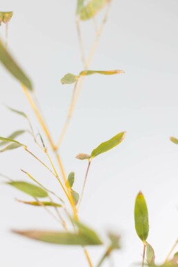 Phyllostachys bissetii Bissetbambu häck 120-140 i kruka Phyllostachys bissetii 120-140 cm