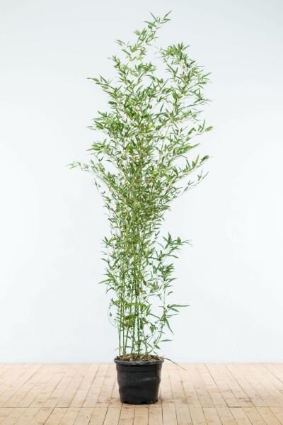 Phyllostachys bissetii 175-200 cm