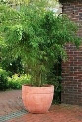 Phyllostachys bissetii 175-200 cm
