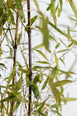 Phyllostachys nigra 60-80 cm