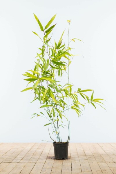 Phyllostachys nigra 80-100 cm