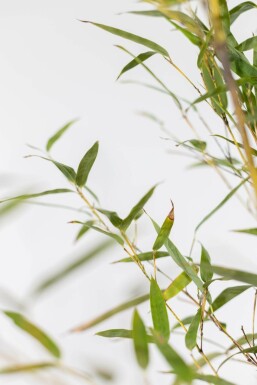 Phyllostachys nigra 80-100 cm