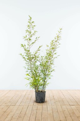 Phyllostachys nigra Svartbambu häck 100-125 i kruka Phyllostachys nigra 100-125 cm