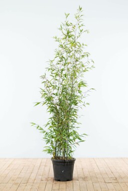 Phyllostachys nigra 150-175 cm