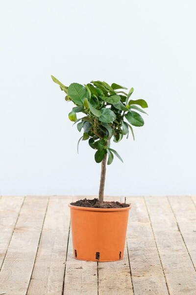 Citrus × aurantiifolia 'Lime Verde' 20-30 cm