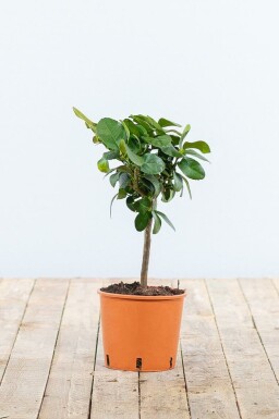 Citrus × aurantiifolia 'Lime Verde' Lime ministam 20-30 i kruka Citrus × aurantiifolia 'Lime Verde' 20-30 cm