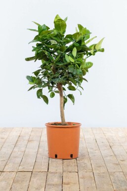 Citrus × aurantiifolia 'Lime Verde' 40-60 cm