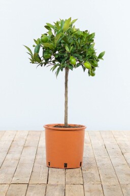 Citrus × aurantiifolia 'Lime Verde' 60-80 cm