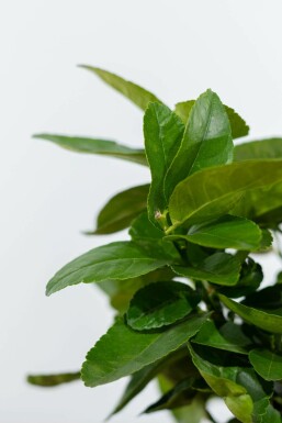 Citrus × aurantiifolia 'Lime Verde' 60-80 cm