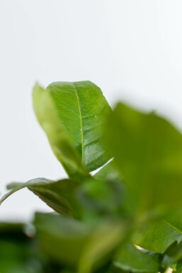Citrus × aurantiifolia 'Lime Verde' 60-80 cm