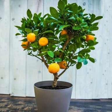 Citrus × clementina 60-80 cm