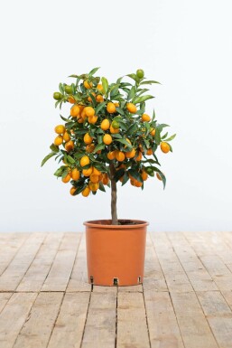 Fortunella margarita 40-60 cm