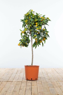 Fortunella margarita 60-80 cm