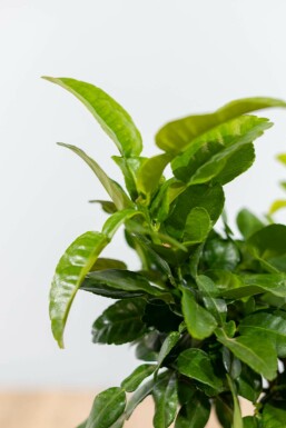Citrus hystrix 40-60 cm