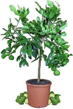 Citrus hystrix Papeda ministam 40-60 i kruka Citrus hystrix 40-60 cm