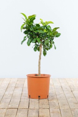 Citrus hystrix 60-80 cm