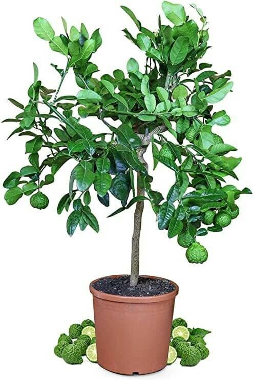 Citrus hystrix Papeda ministam 60-80 i kruka Citrus hystrix 60-80 cm