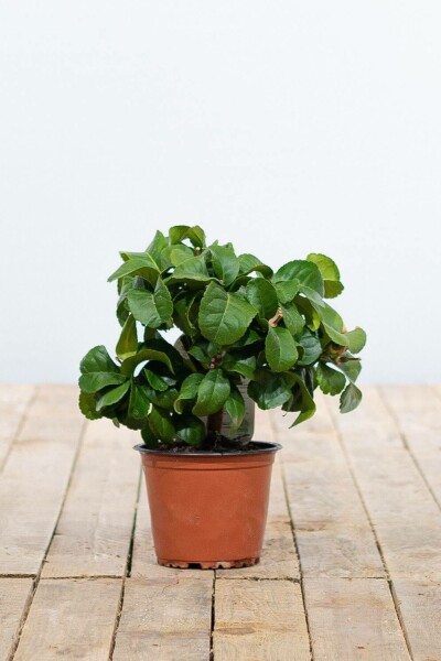 Citrus × limon Bergamott ministam 20-30 i kruka Citrus × limon 20-30 cm