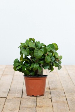 Citrus × limon 20-30 cm